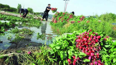 زنگنه: آبیاری محصولات کشاورزی با آب فاضلاب ممنوع میشود