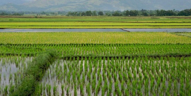 شالیزارهای اصفهان کمتر از باغهای بالادست زایندهرود آب مصرف میکنند