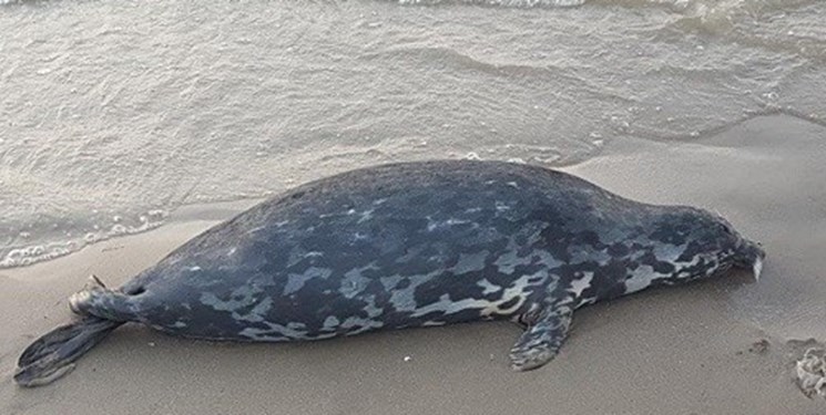 شمار فکهای تلف شده خزری به ۱۳ قلاده رسید