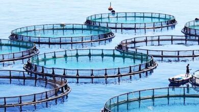 شیلات: قیمت ماهی و میگو با پرورش آبزیان کاهش مییابد