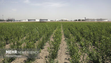 شیوهنامه یکپارچگی و تجمیع اراضی کشاورزی در حال تدوین است