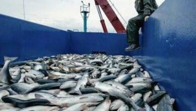 صادرات 68 هزار و 135 تن آبزیان در چهارماه نخست امسال