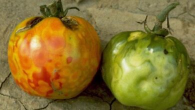 ضرورت پایش بذرها برای پیشگیری از بیماریهای ویروسی در گیاهان