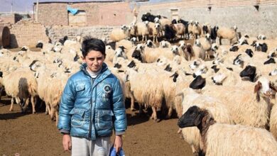 عرضه دام زنده کم شد/ گوسفند زنده کیلویی ۲۰۰ هزار تومان