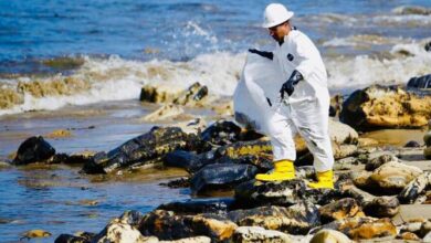 علت هجوم تاربالها به ساحل گناوه مشخص شد