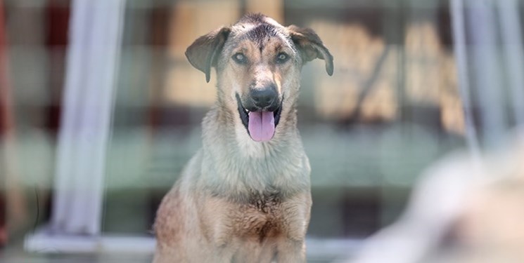 فارس من| مطالبه 18 هزار نفر: سگهای ولگرد را جمعآوری کنید