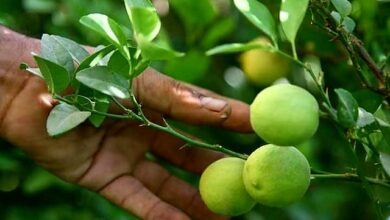 فشار دلالان بر گُردهی کشاورزان منوجانی برای خرید لیموترش