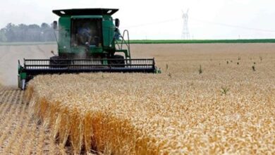 قالیباف: مطالبات گندمکاران به زودی پرداخت میشود