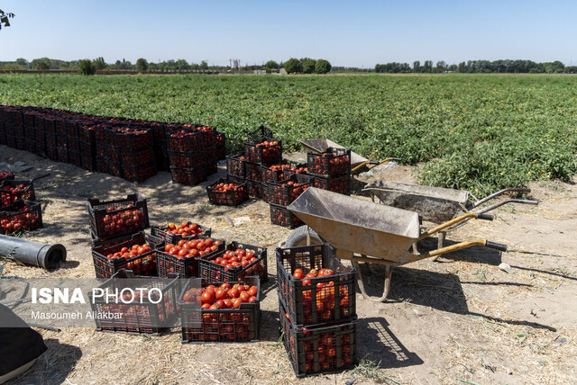 لزوم دسترسی به آمار دقیق در بخش کشاورزی/۳۰ درصد محصولات تبدیل به ضایعات میشود