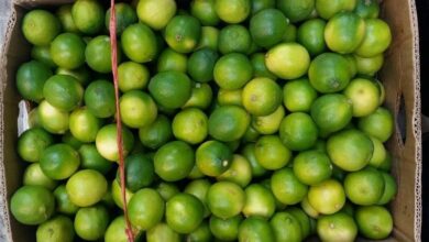 لیمو ترش مرغوب باغداران کیلویی ۱۰ هزار تومان خریداری میشود