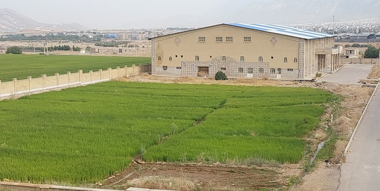 ماجرای برنجکاری در مجموعه ورزشی علیآباد یاسوج چیست؟+فیلم