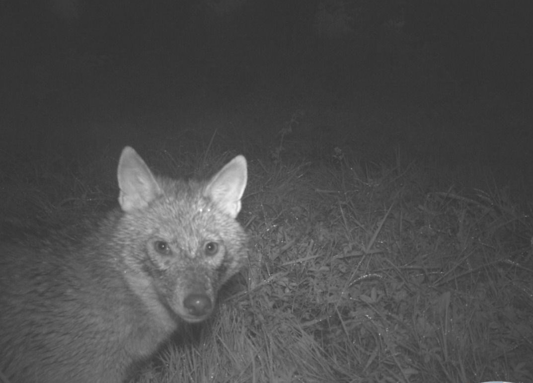 ماجرای حمله شغال به ۹ شهروند آران و بیدگلی چه بود؟