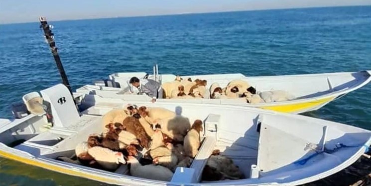 ماجرای دام هایی که با سندسازی قاچاق میشوند