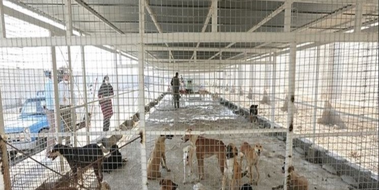 ماجرای عجیب سرقت از سایت عقیم سازی سگهای ولگرد در اهواز