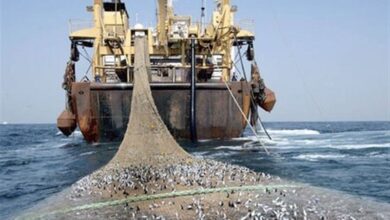 مطرح شدن مجدد “صید ترال” برخلاف دستور صریح رئیسجمهور؛ بازهم پای سازمان شیلات در میان است!