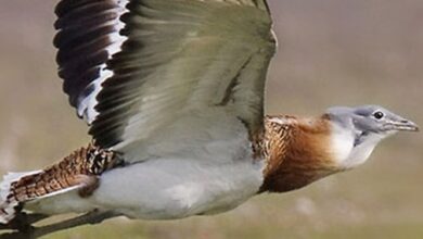 معاون سازمان محیط زیست: میشمرغ بعد از یوزپلنگ، وضعیت بحرانی دارد