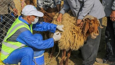 معدومسازی ۱۳۹۵کیلوگرم فرآورده خام دامی غیربهداشتی در نطنز