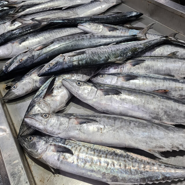 ممنوعیت ۶۰ روزه صید ماهی شیر در صیدگاههای خوزستان