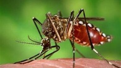 مهپاشی محیط در رشت و انزلی برای مقابله با پشه آئدس