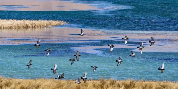 نجات تالاب چغاخور با تامین دستگاههای جلبکجمعکن