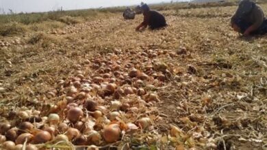 وضع عوارض ۴۰ درصدی صادرات پیاز در هند برای پایین آوردن قیمتها