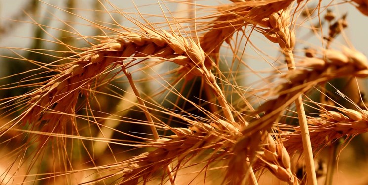 پرداخت 50 هزار میلیارد تومان از مطالبات گندمکاران توسط وزارت جهاد کشاورزی