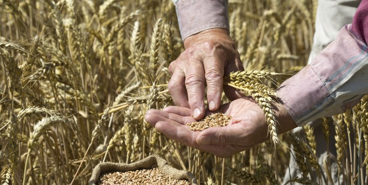 پرداخت یکهزار میلیارد تومان از مطالبات گندمکاران مازندران