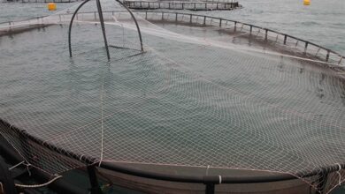 پرداخت ۱۹۵میلیارد تومان تسهیلات اشتغالزایی در حوزه شیلات مازندران