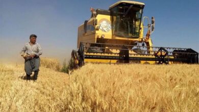 پرداخت ۲۲۰۰ میلیارد مطالبات گندمکاران کرمانشاهی/ رکورد خرید شکسته شد