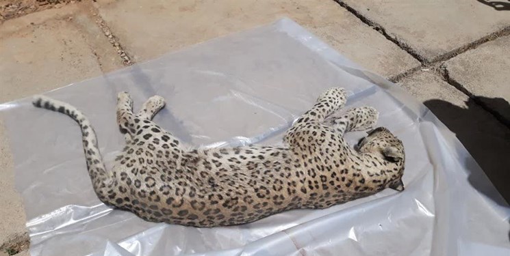 چهار پارهای گه بر پیکر پلنگ دنا نشست