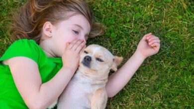 چگونه هوش مصنوعی میتواند زبان حیوانات را تفسیر و رمزگشایی کند؟