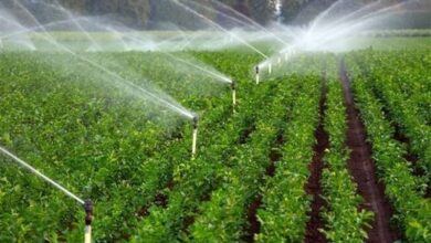 چین فاز دوم احیای اراضی ایلام و خوزستان را تامین مالی میکند