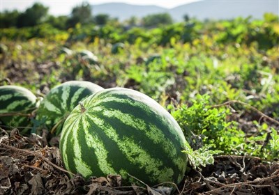 کاهش ۱۵درصدی کشت محصولات آببر در استان البرز