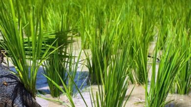 کشت برنج دلیل فرونشستهای اصفهان نیست