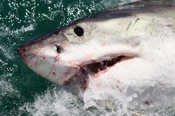 کشف محموله کوسه ماهیان قاچاق در سیستان و بلوچستان