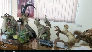 کشف ۸ گونه تاکسیدرمی شده حیات وحش از منزلی در خرم آباد