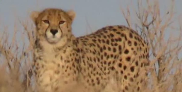 یوزپلنگ آسیبدیده در توران شاهرود تلف شد