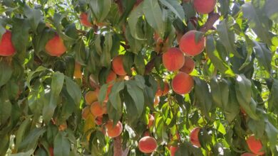 ۱۰ درصد محصول هلوی چهارمحال و بختیاری ضایعات میشود