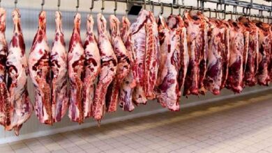 ۴۰ هزار تن به ظرفیت تولید گوشت کشور اضافه میشود