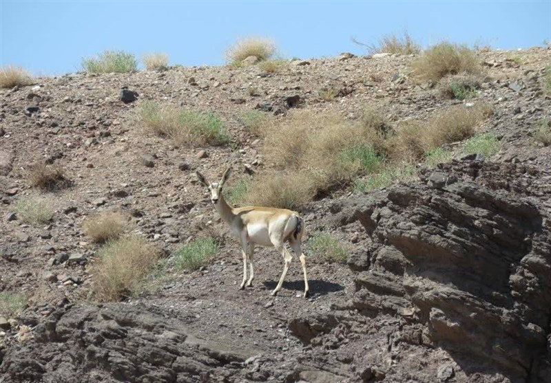 ۴۱ خانه محیط زیست در اردبیل راهاندازی شد
