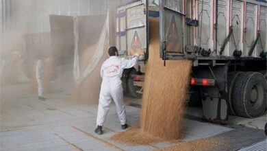 ۵۸درصد مطالبات گندمکاران پرداخت شد