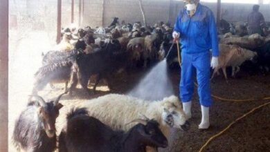 ۶۰ نفر به تب کریمه کنگو مبتلا شدند/ مردم توصیههای بهداشتی را جدی بگیرند