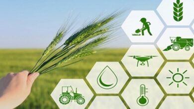 5 راهکار رسانهها برای کمک به امنیت غذایی کشور