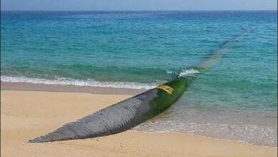 آب دریای عمان به کمک احیای زایندهرود میرود