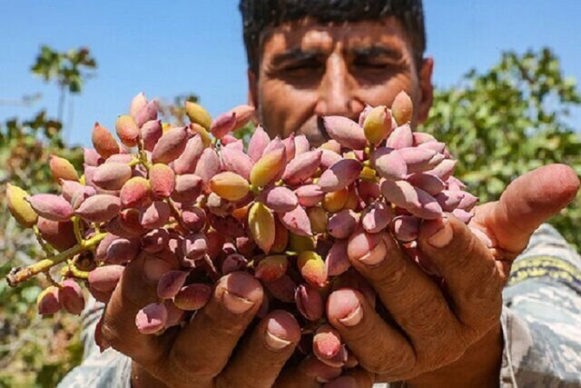 آغاز ماراتن برداشت پسته در رفسنجان