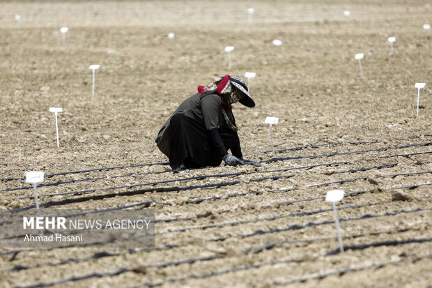 آموزش پیشنیاز ارتقای بهرهوری در بخش کشاورزی