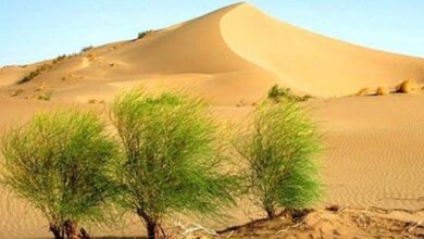 اضافهشدن یک میلیون و 170 هکتار به عرصههای بیابانی خراسانجنوبی