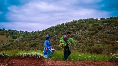 افزایش خرید دانههای روغنی در ۷ شهر لرستان
