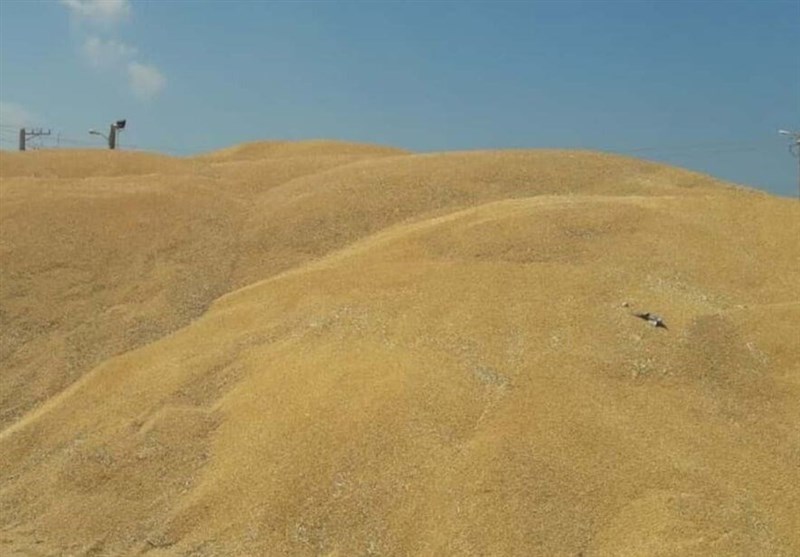 افزایش ۸۴ درصدی خرید گندم در استان لرستان