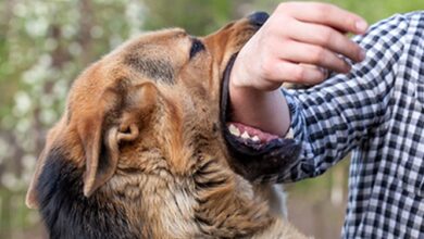 انگشت دست شهروند قوچانی، طعمه دندانهای سگ ولگرد شد!